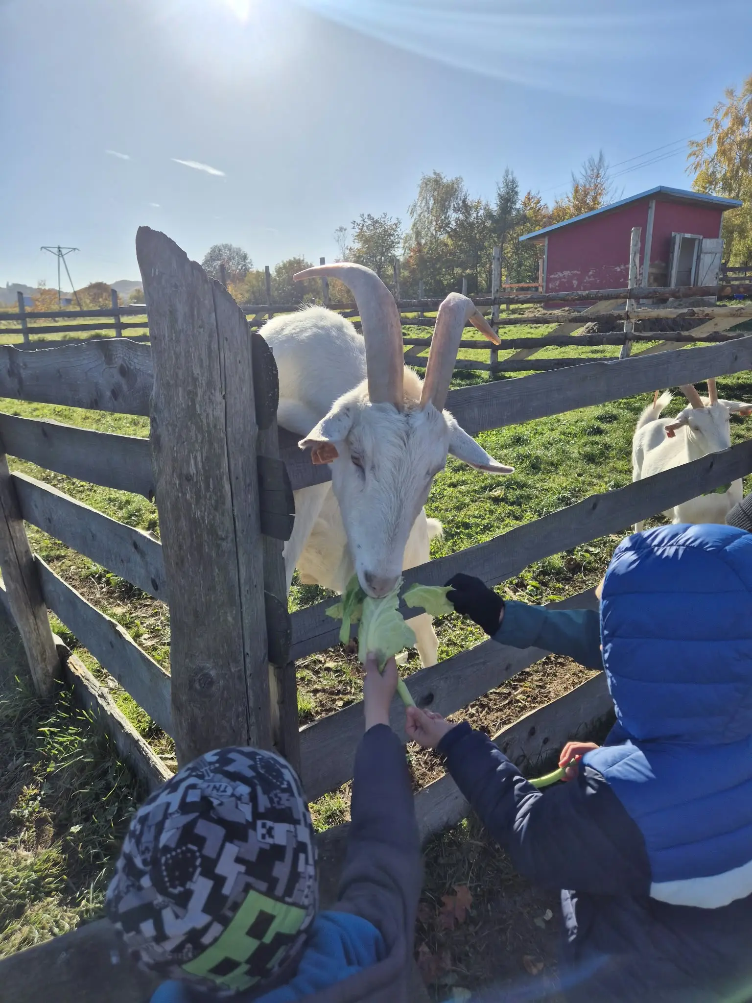 Zdjęcie 7 z galerii Chicken Land
