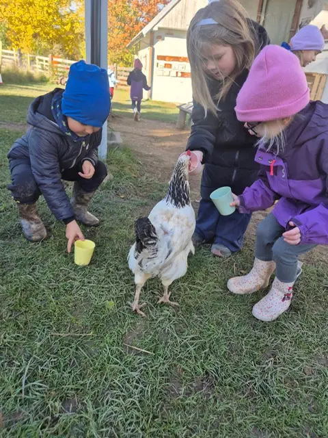 Zdjęcie 14 z galerii Chicken Land