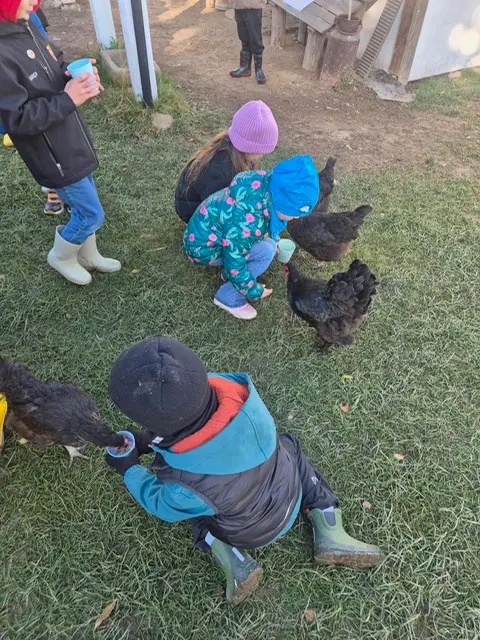 Zdjęcie 15 z galerii Chicken Land