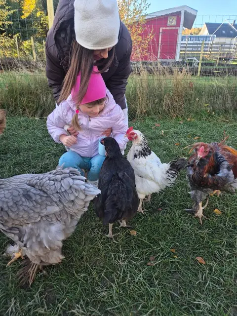 Zdjęcie 17 z galerii Chicken Land