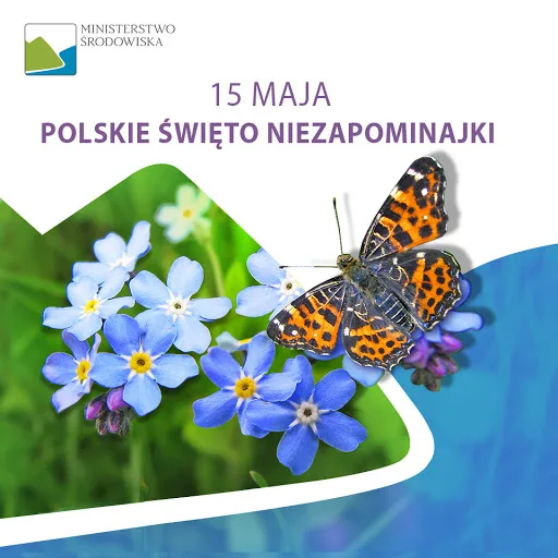 Dzień Polskiej Niezapominajki