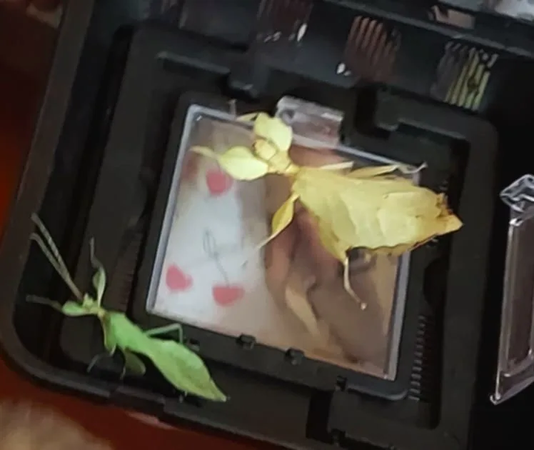 Messenger creation 183B9C39 140D 4953 9E2C 54E8C79B30E2.jpeg