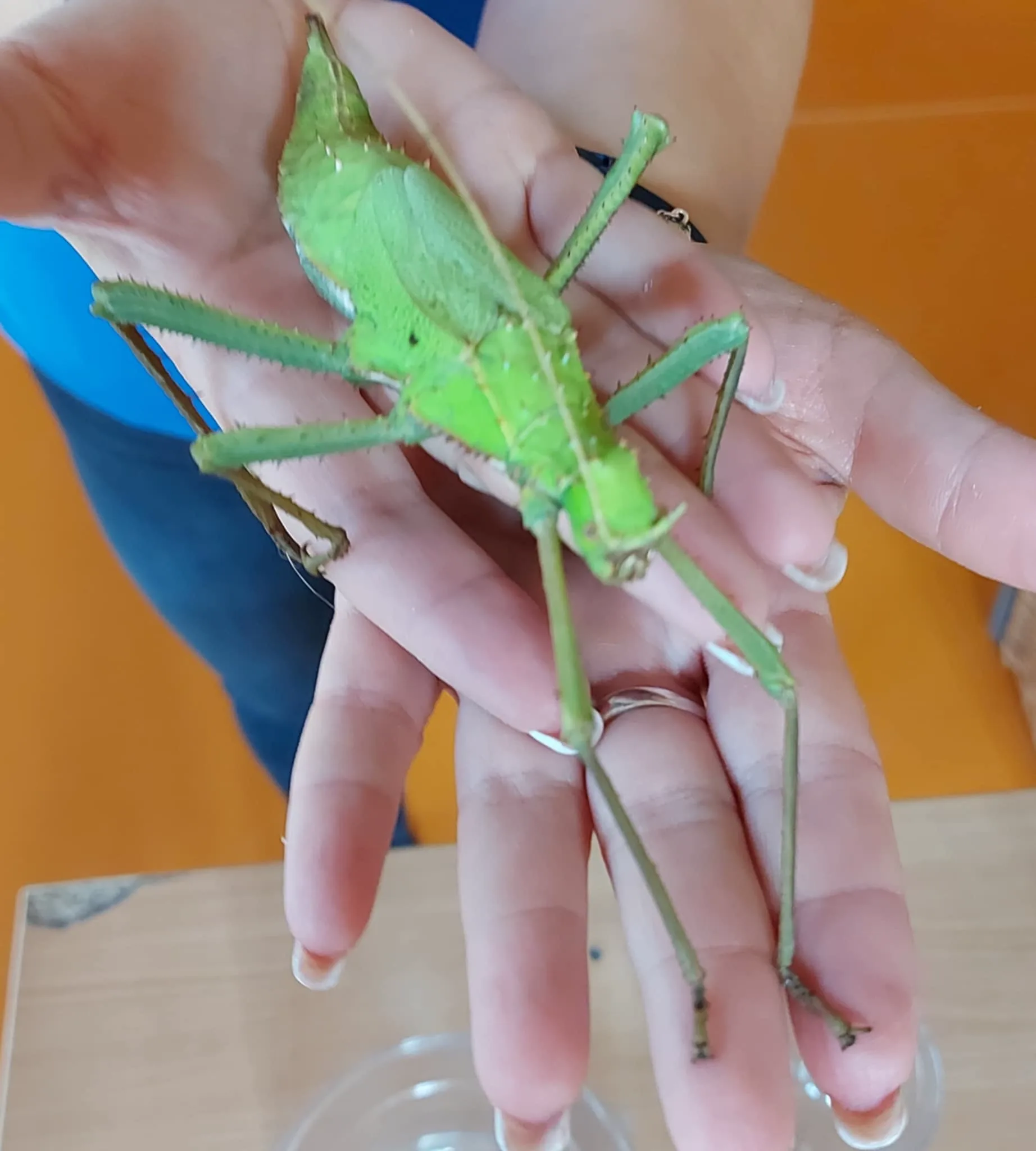 Messenger creation 8A6B4931 F979 4D9E B877 0DF9480A7AE3.jpeg