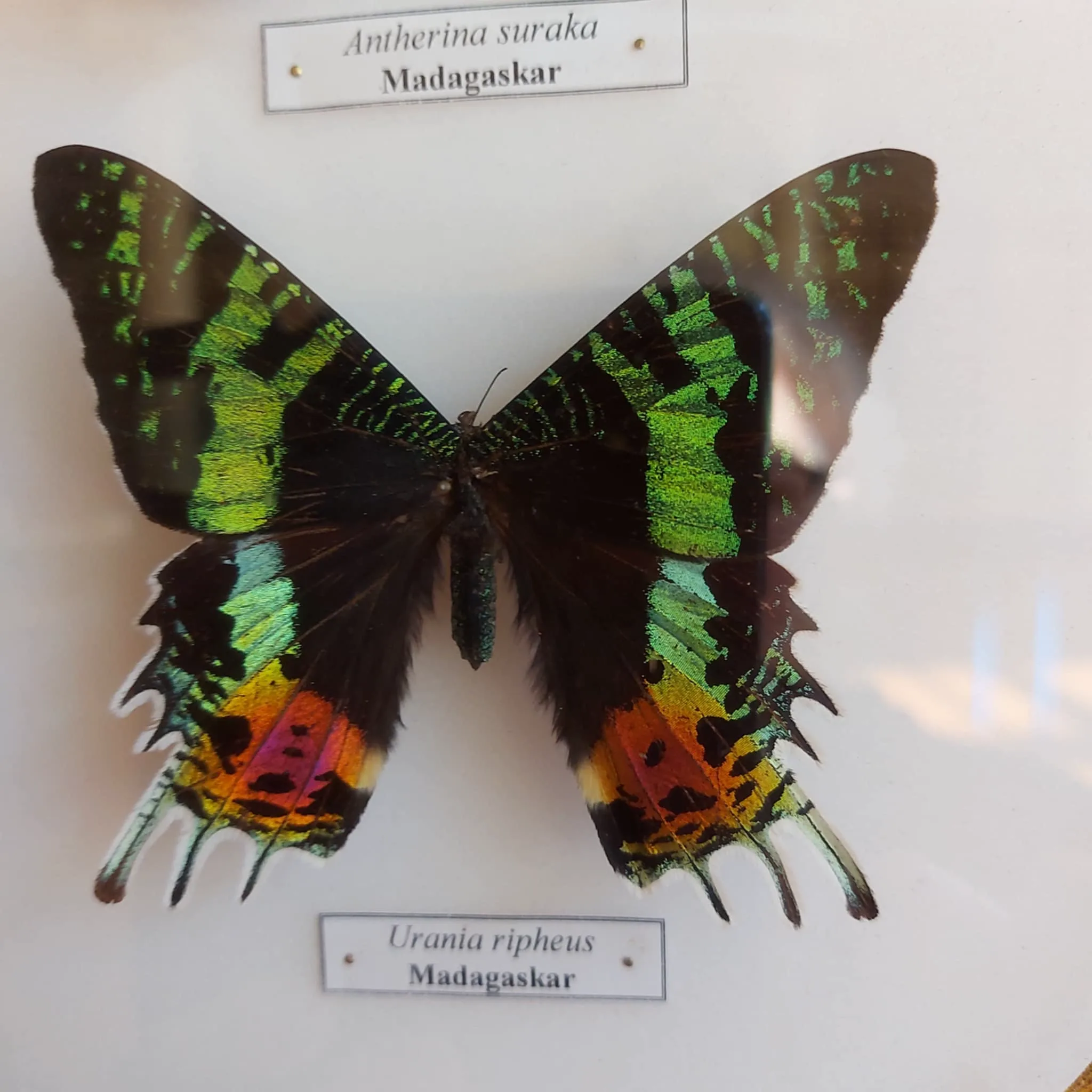 Messenger creation A6FB1BC7 7DB5 413B 80B9 621532BBDFFC.jpeg