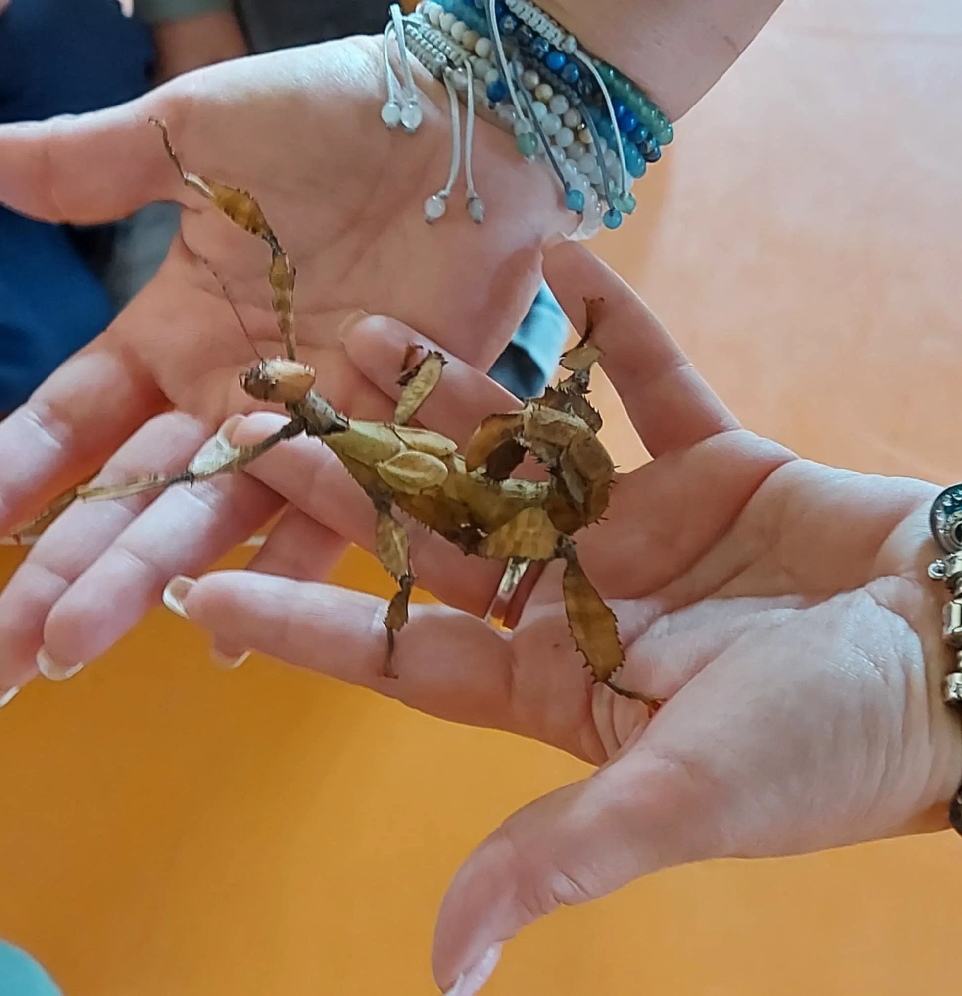 Messenger creation AB6D373F B8C2 4E45 822F C3D54A17133E.jpeg