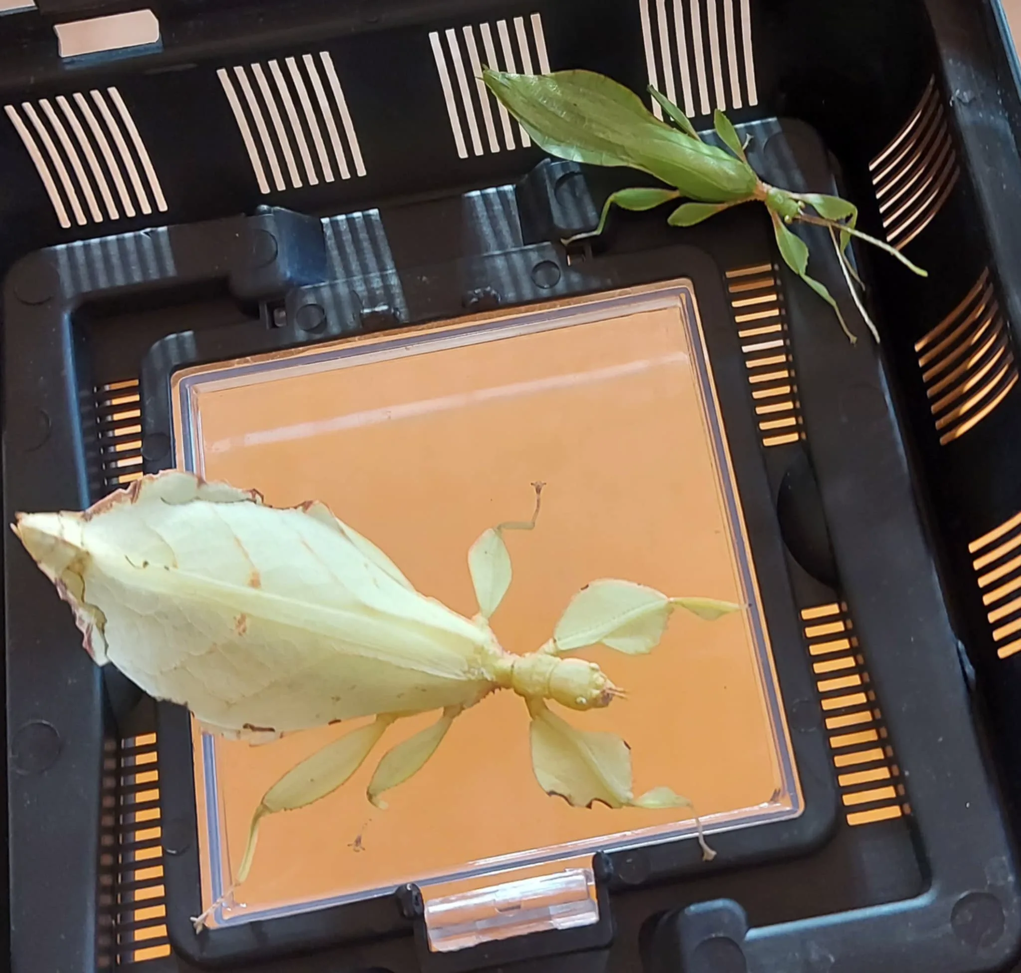 Messenger creation E3350512 16B8 45A6 81EC 0E92CECBBB1D.jpeg