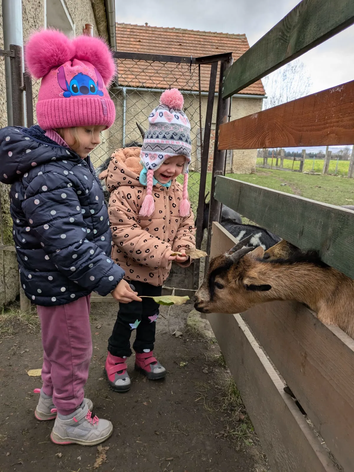 PHOTO 2024 11 21 06 54 25 3