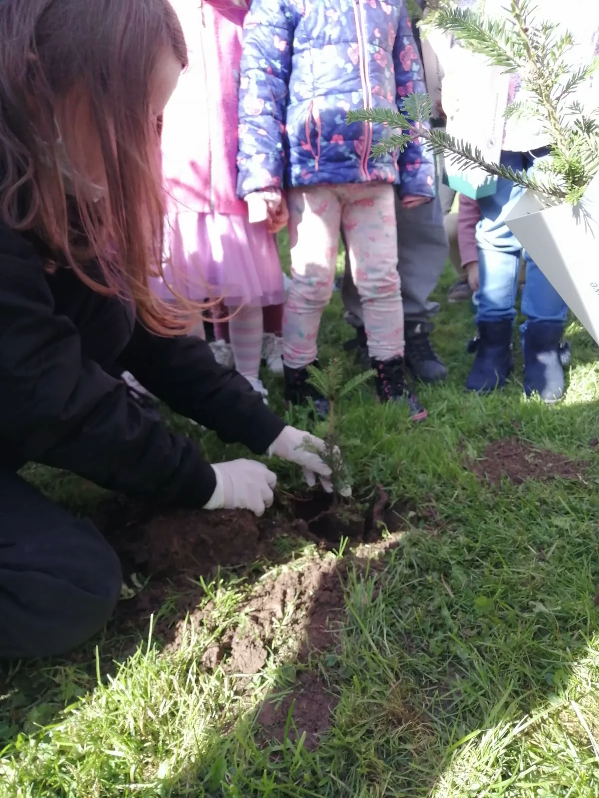 Nasze Przedszkole dołączyło do ogólnopolskiej akcji #sadziMY zainicjowanej przez Prezydenta Rzeczypospolitej Polskiej Andrzeja Dudę i Pierwszą Damę Agatę Kornahauser - Dudę.