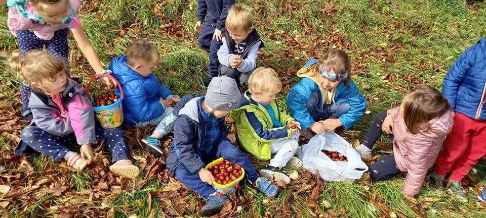 KASZTANOWY  ZAWRÓT  GŁOWY