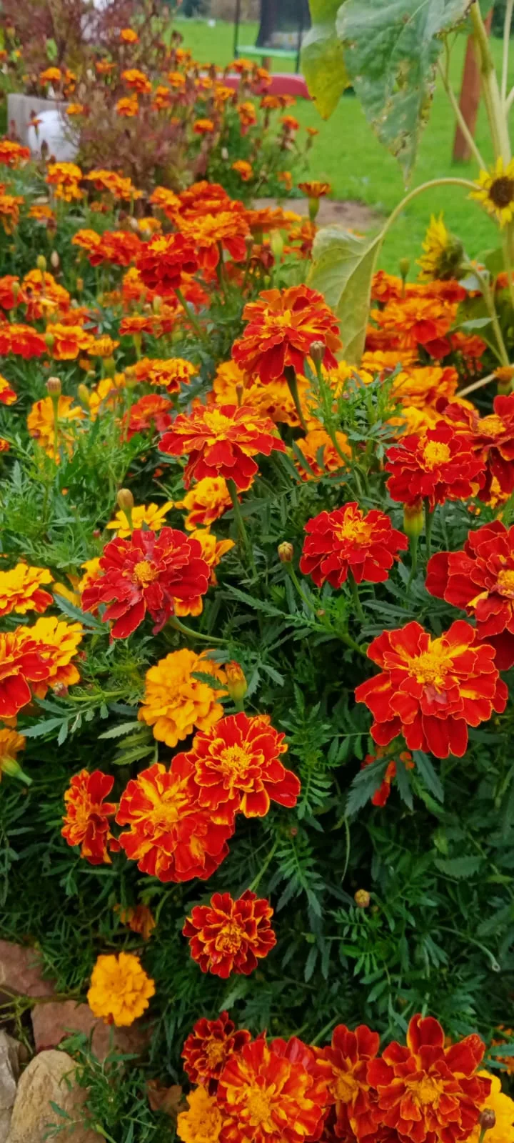 Kwietne łąki kl. IIIa