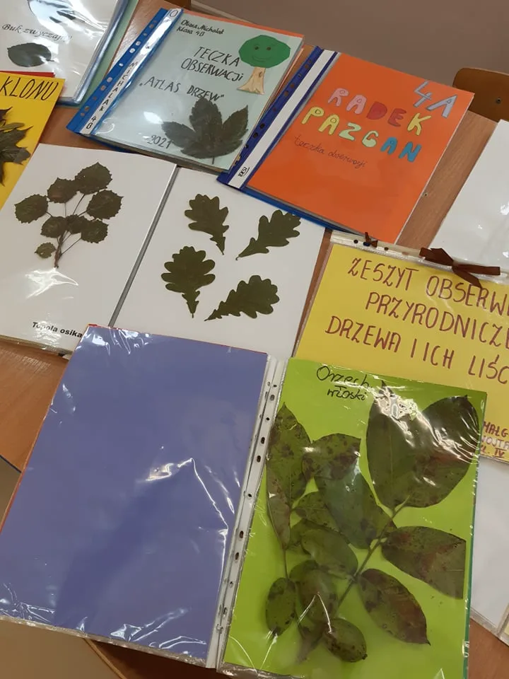 242275953 377280490532261 1489497742544245419 n