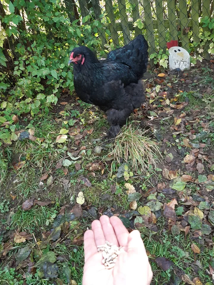 245336543 263151239055952 6637595924997467851 n copy