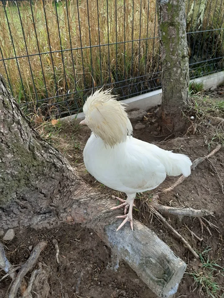 245605406 940559026539362 1639535777518101367 n copy