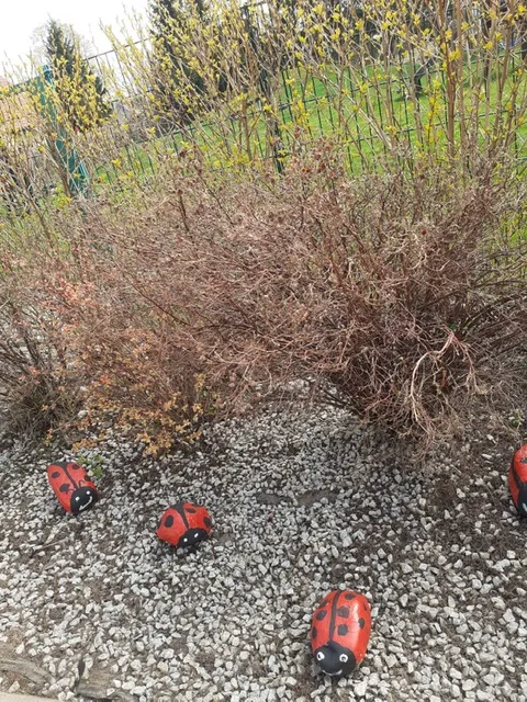 PHOTO 2020 04 21 19 08 15