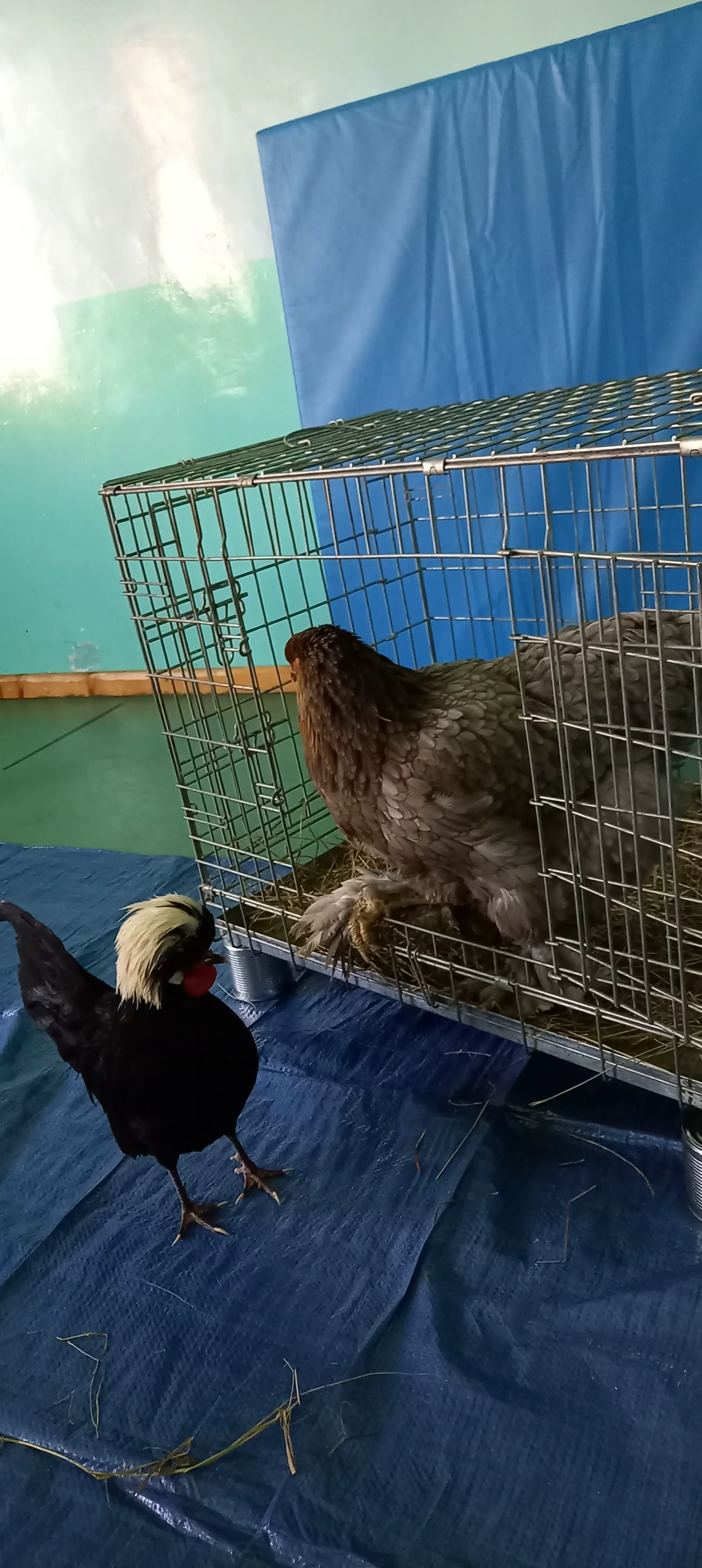 274980988 1123730428428418 6857417668793850068 n