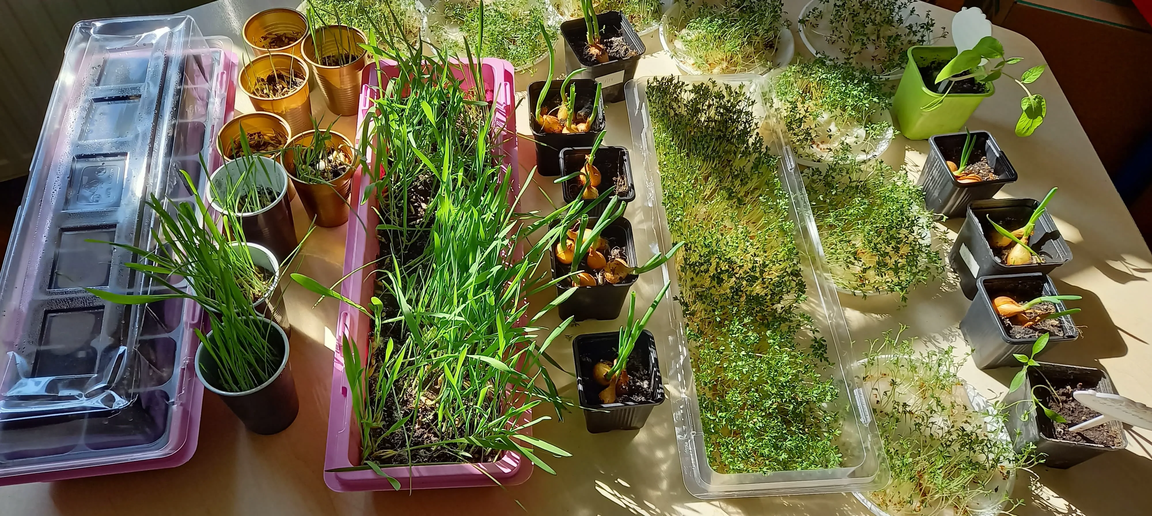 SZCZYPIOREK , RZEŻUCHA  I OWIES - CZYLI  ZIELONO W WITKOWSKIM PRZEDSZKOLU