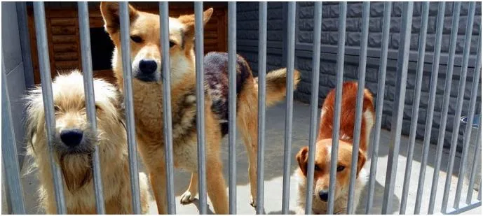 Ruszyła akcja pomocy zwierzakom!